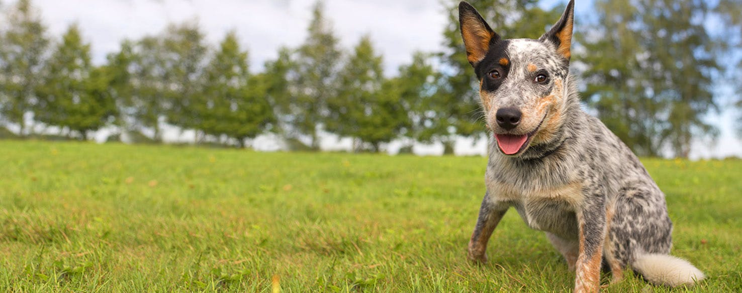 Famous Leo Dog Names Popular Male and Female Names Wag!